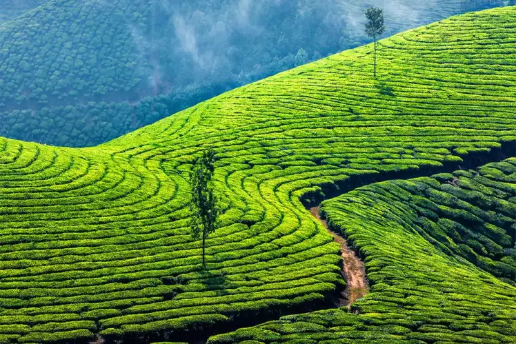 Munnar, Kerala